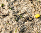 Blow-Back Hair Rig For Carp Fishing (European Style)