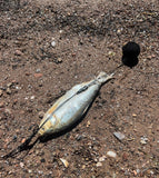 Freshwater Pop-Up / Floated Predator Rig Kit for Pike, Musky and Gar