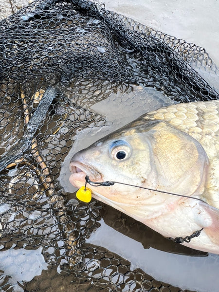 European-style Carp Fishing Rig Set Silver Carp and Big Head Big